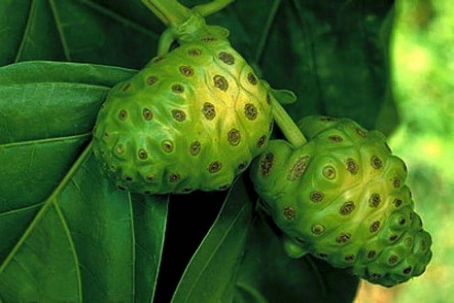 manfaattumbuhanbuah.blogspot.com
