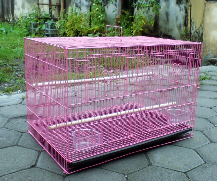 warna-warni-lovebird.blogspot.com