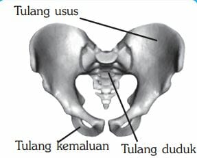 gambar kerangka manusia
