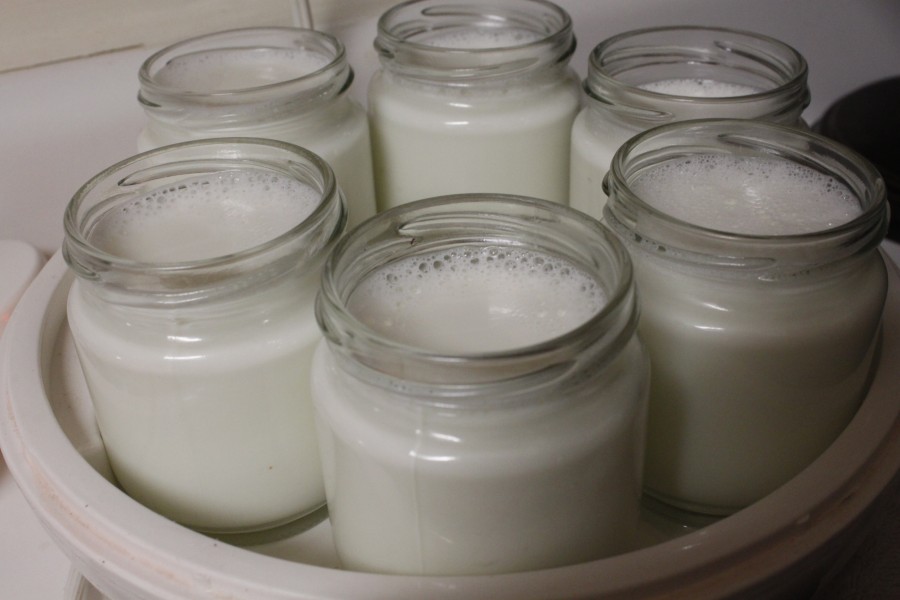 Yogurt Yogurt