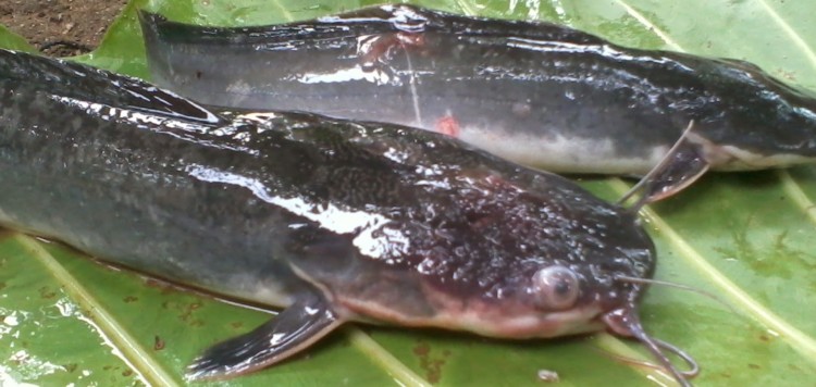 Budidaya Ikan Lele - Penyakit Pada Ikan Lele dan Solusinya Budidaya Ikan Lele - Penyakit Pada Ikan Lele dan Solusinya