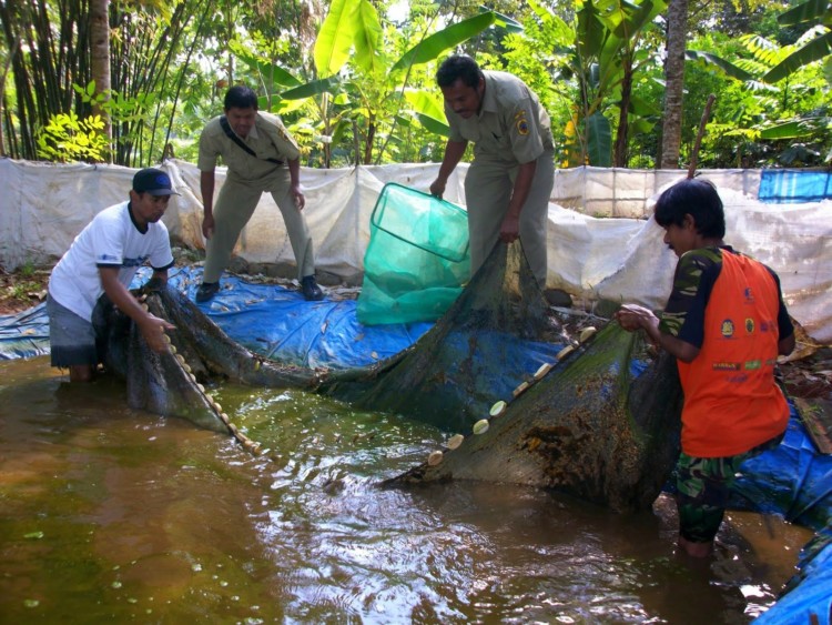 Budidaya Ikan Lele - Tips Perawatan Ikan Lele Budidaya Ikan Lele - Tips Perawatan Ikan Lele