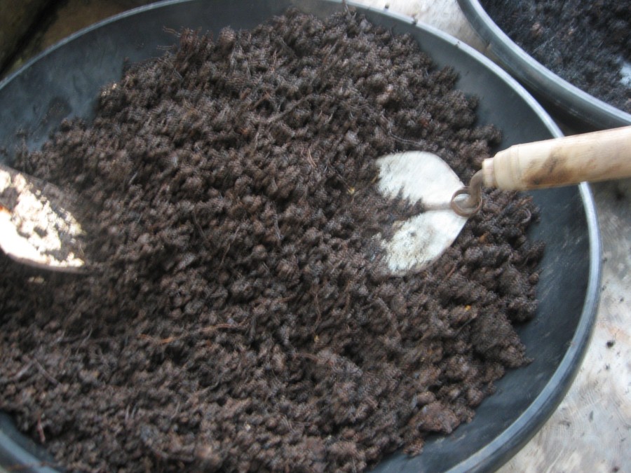 Budidaya Belut Budidaya Belut