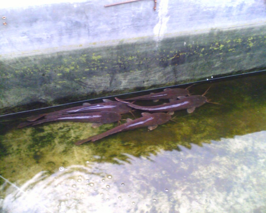 Budidaya Ikan Lele - Pengembangbiakan Ikan Lele Budidaya Ikan Lele - Pengembangbiakan Ikan Lele