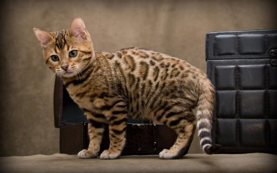 Jenis Kucing Bengal jenis kucing