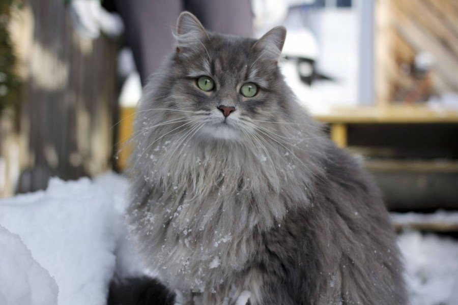 Jenis Kucing Siberia jenis kucing ras