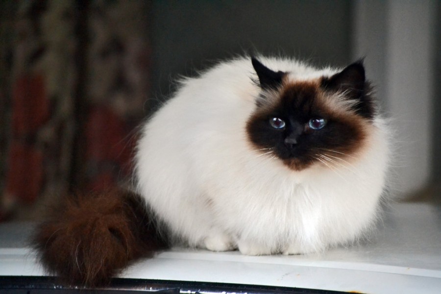 Jenis Kucing Birman jenis jenis kucing peliharaan