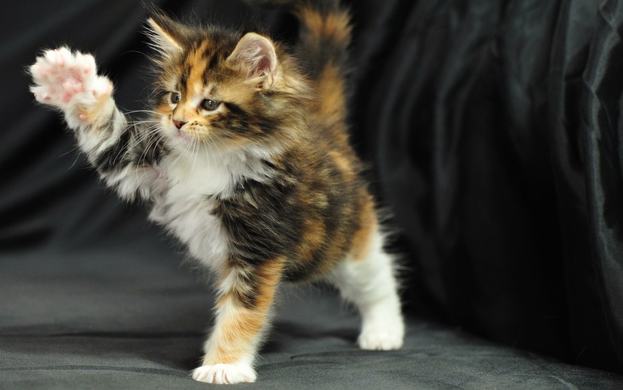 Jenis Kucing Maine Coon jenis kucing peliharaan