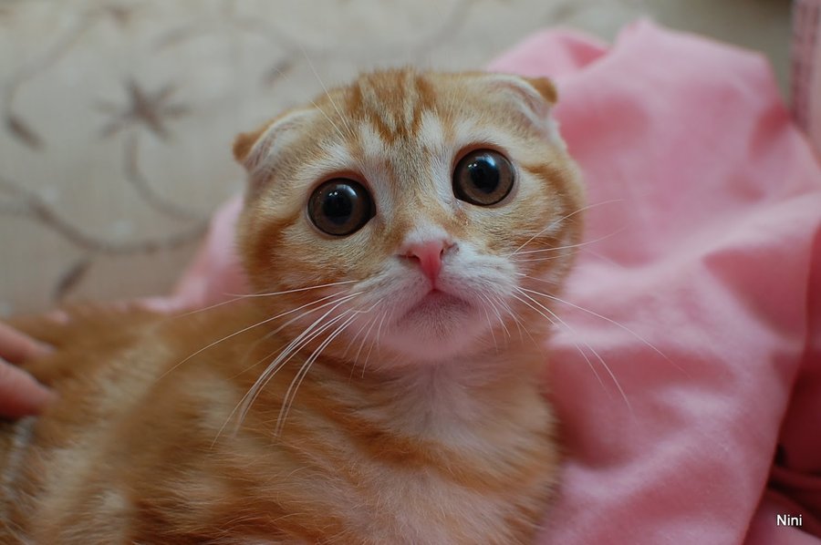Jenis Kucing Scottish Fold macam macam jenis kucing