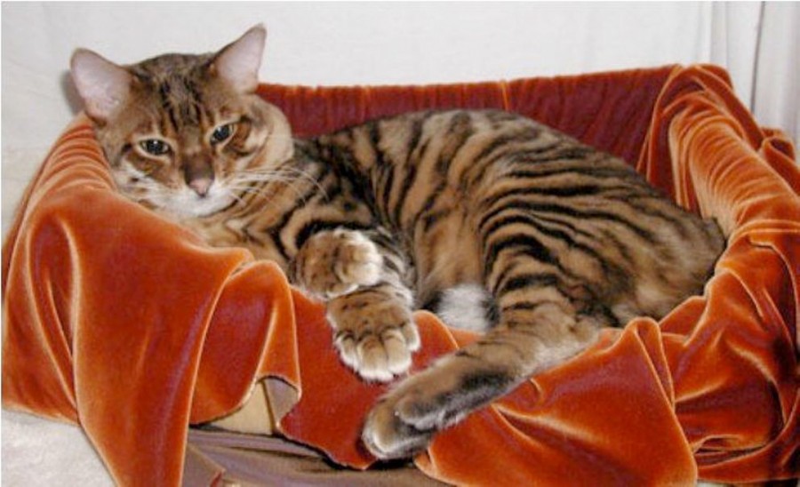 Jenis Kucing Toyger Jenis Kucing