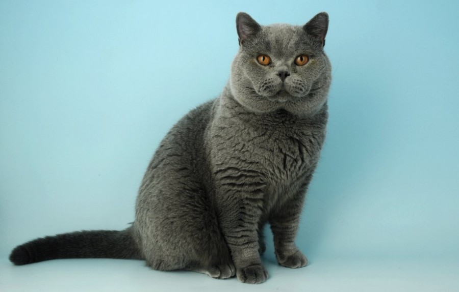jenis Kucing British Shorthair jenis kucing di dunia