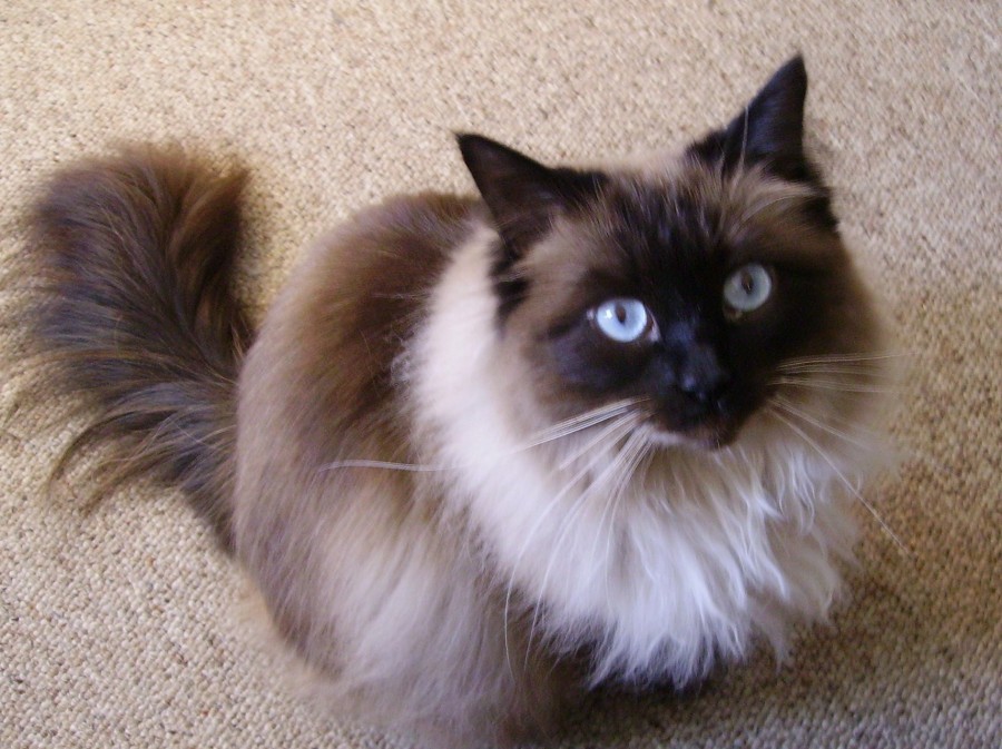 Jenis Kucing Ragdolls macam macam jenis kucing