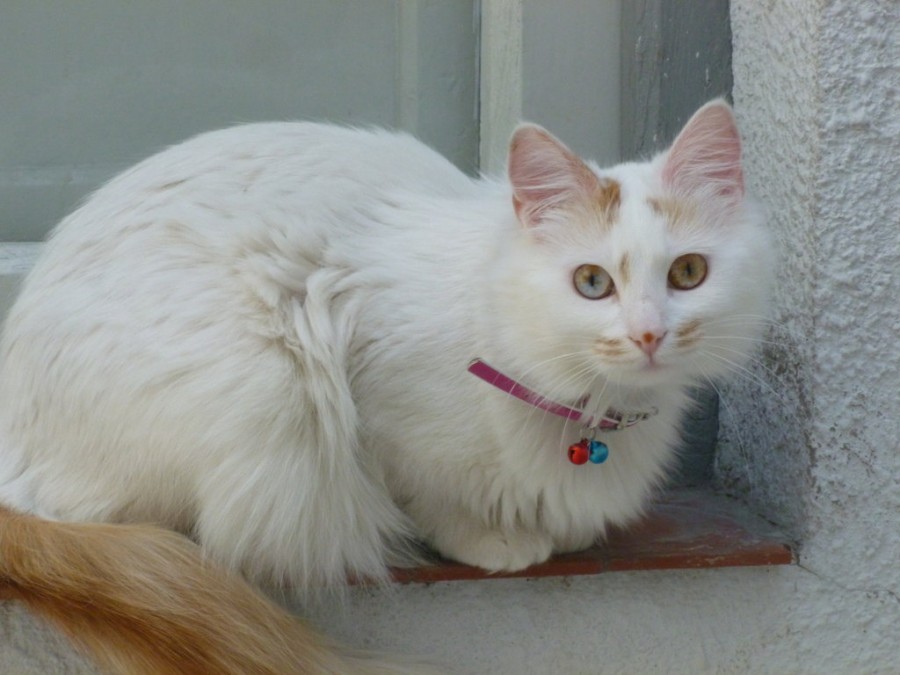 Jenis Kucing Turkish Van Jenis Kucing Peliharaan