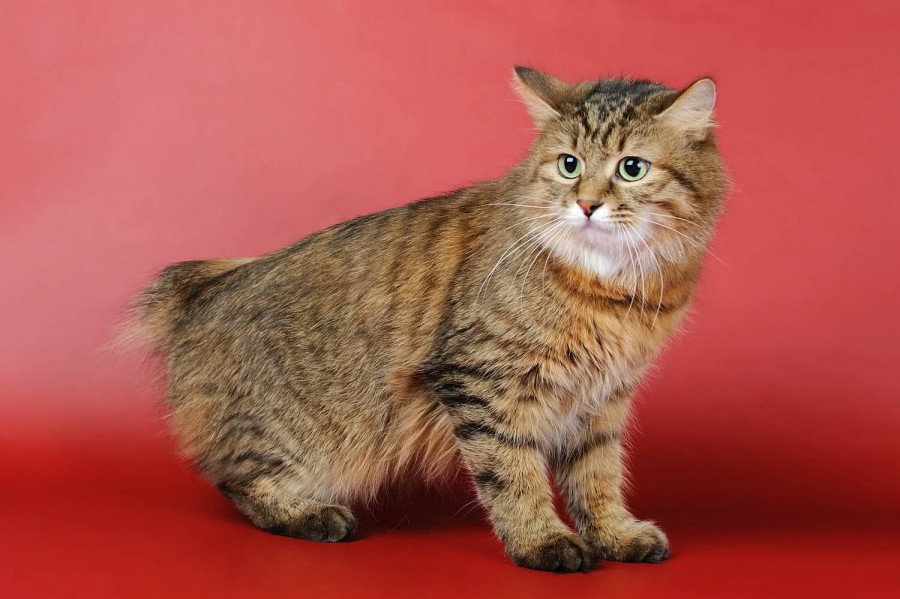 Jenis Kucing American Bobtail jenis kucing garfield