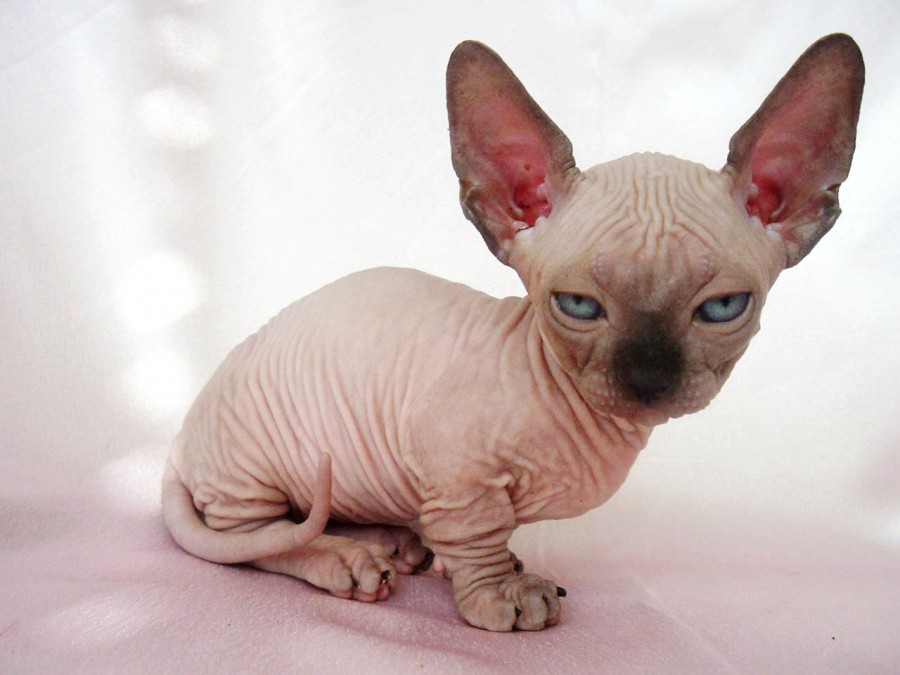 Jenis Kucing Sphynx jenis kucing ras