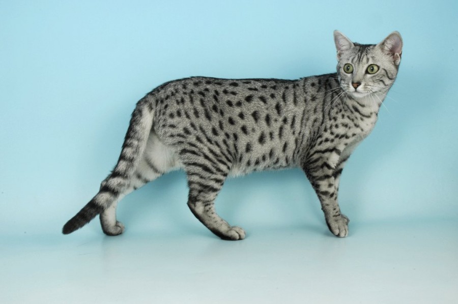 Jenis Kucing Egyptian Mau jenis kucing hias