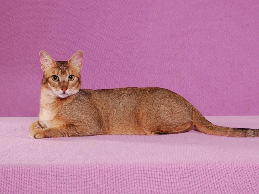 Jenis Kucing Abyssinian jenis jenis kucing di dunia