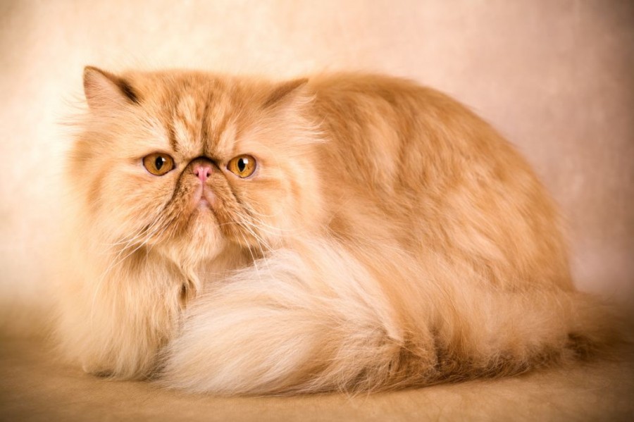 Jenis Kucing Persia jenis jenis kucing persia