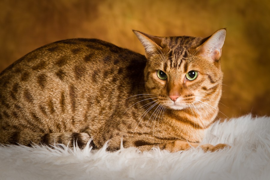 Jenis Kucing Ocicat jenis jenis kucing