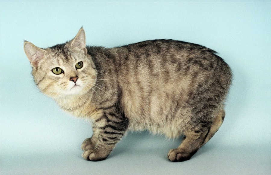 Jenis Kucing Mank jenis kucing hias