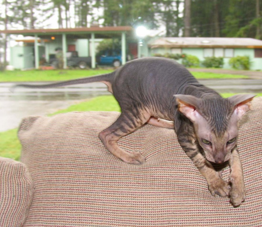 Jenis Kucing Peterbald jenis kucing kampung