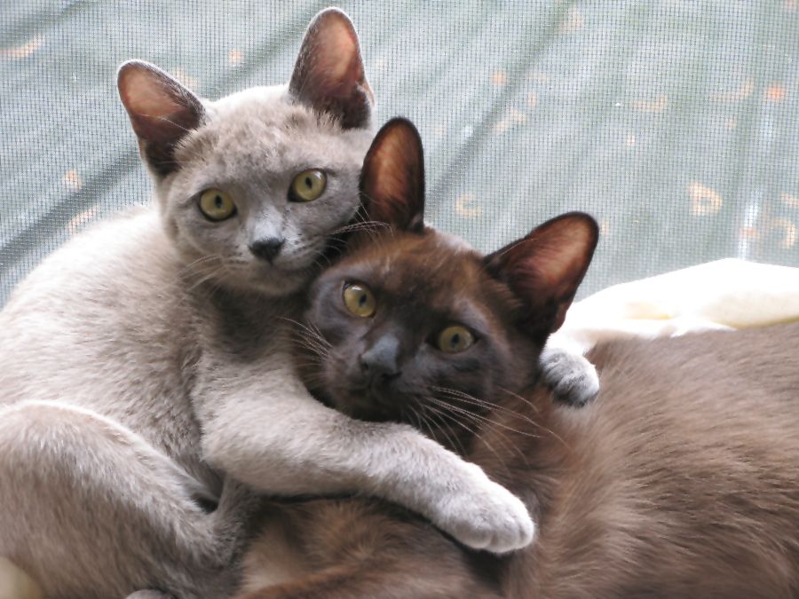 Jenis Kucing Burmese semua jenis kucing