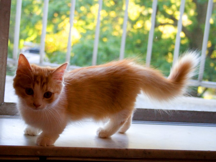 Jenis Kucing Munckhin jenis ras kucing
