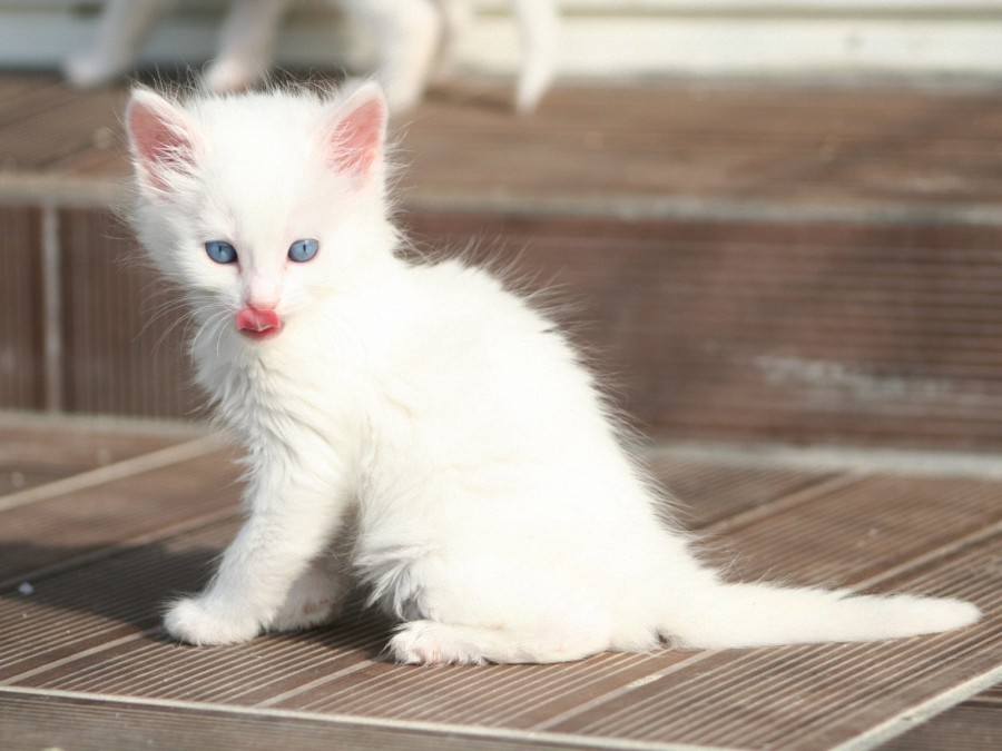 Jenis Kucing Turkish Anggora jenis kucing termahal