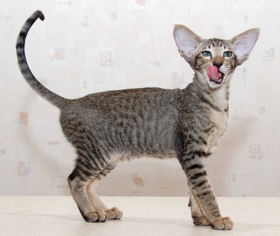 Jenis Kucing Oriental Shorthair jenis kucing hutan