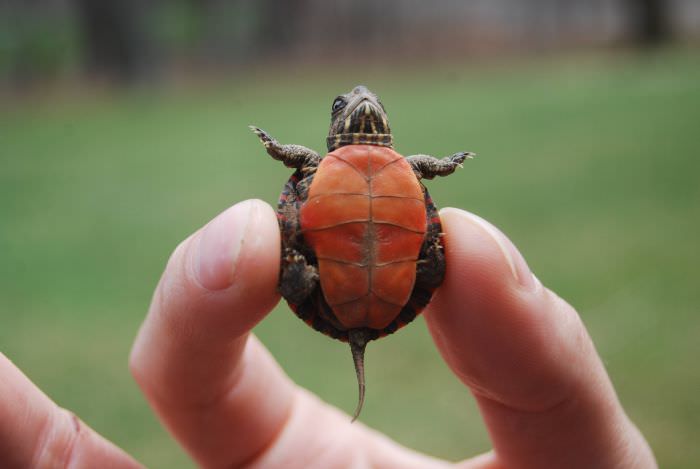 Speckled Padloper