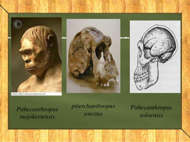 PITHECANTHROPUS MOJOKERTENSIS PITHECANTHROPUS MOJOKERTENSIS