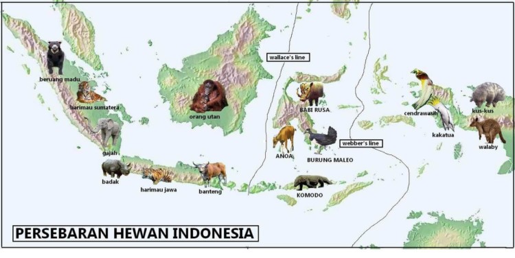 Persebaran Fauna di Indonesia Persebaran Fauna di Indonesia