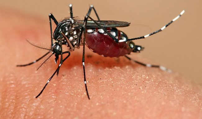 Simbiosis parasitisme Simbiosis parasitisme