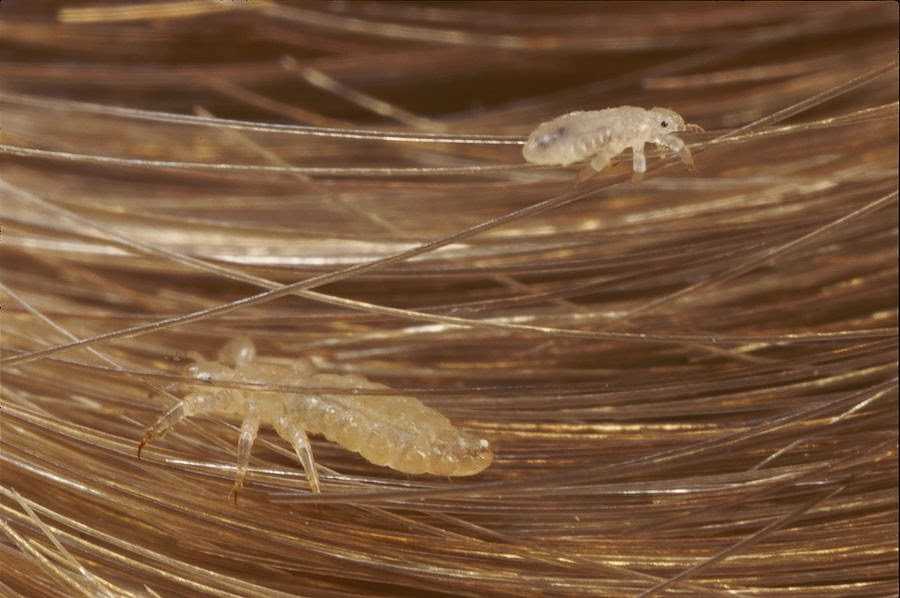 Contoh Simbiosis Parasitisme Simbiosis Parasitisme