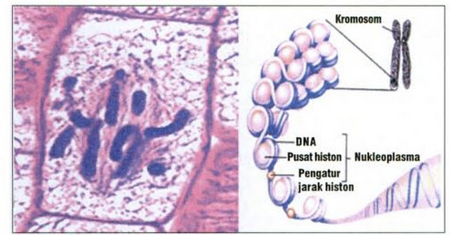 fungsi organel sel