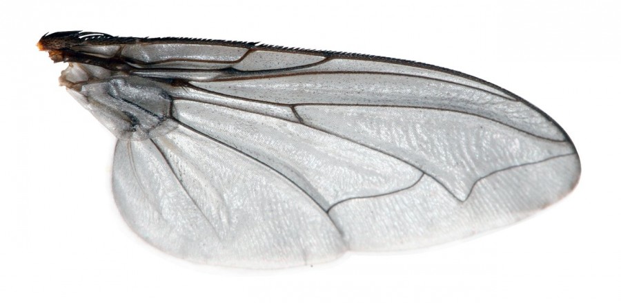 Lalat masuk ke minuman Lalat masuk ke minuman