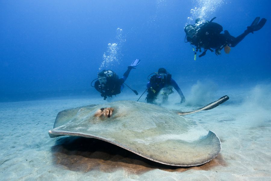 7 Fakta Ikan Pari, Makhluk Terbang dari Dasar Laut