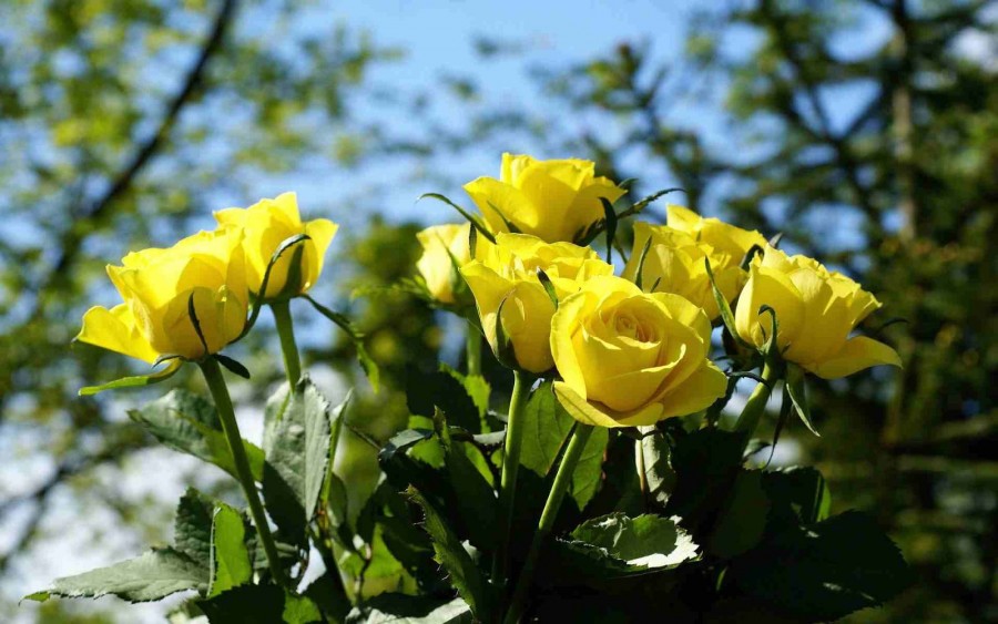 Ciri ciri Bunga Mawar Berdasarkan Jenisnya Satu Jam