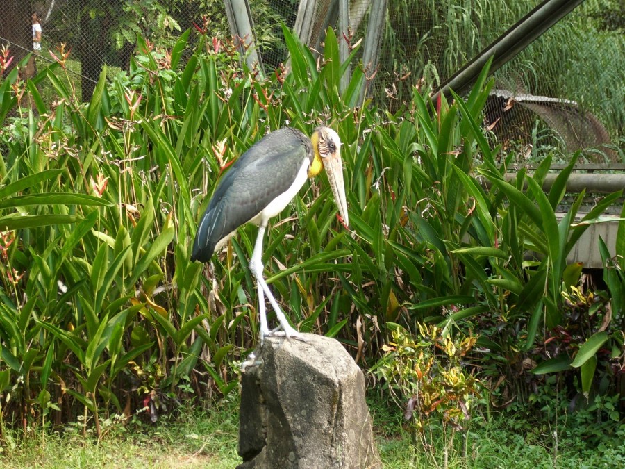 70 Gambar Burung dari Berbagai Negara, Termasuk Indonesia