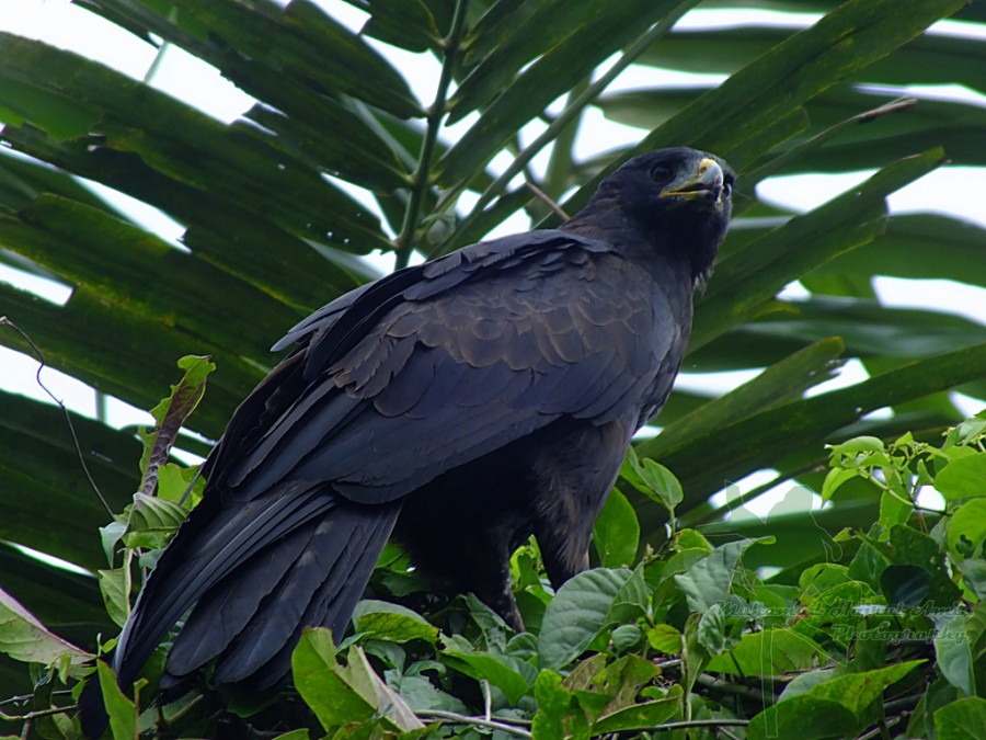70 Gambar Burung  dari Berbagai Negara Termasuk Indonesia