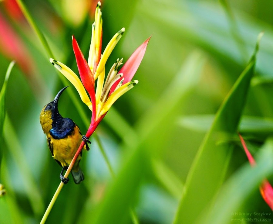 70 Gambar  Burung dari Berbagai Negara Termasuk Indonesia