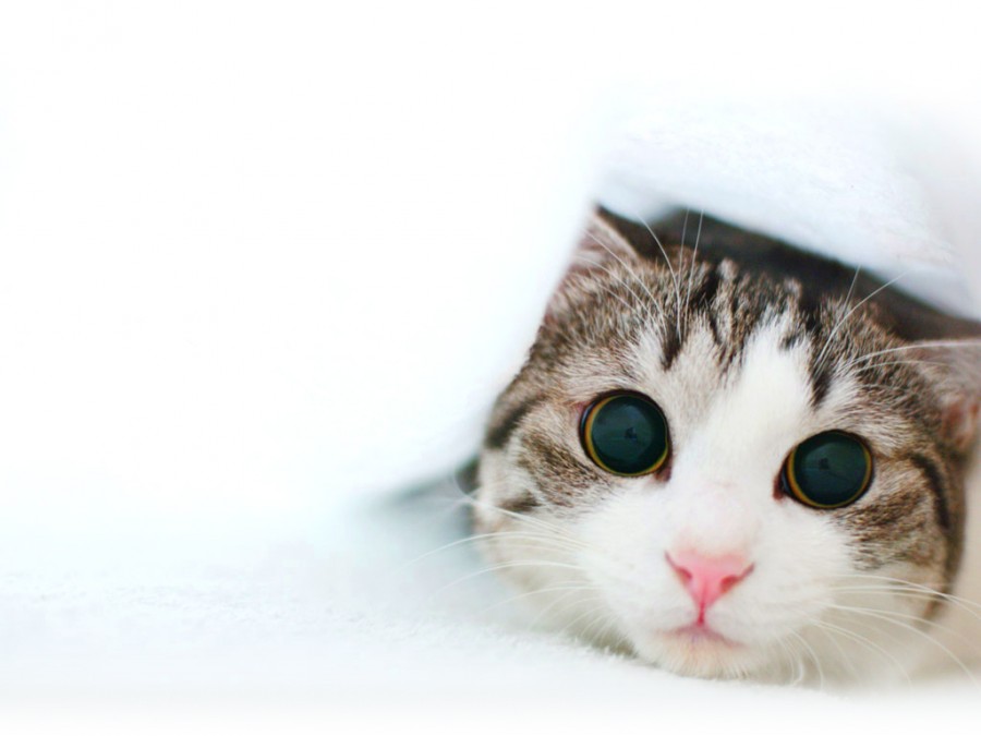 63 Gambar  Kucing  Lucu  Ini Bakal Bikin Kamu Gemes