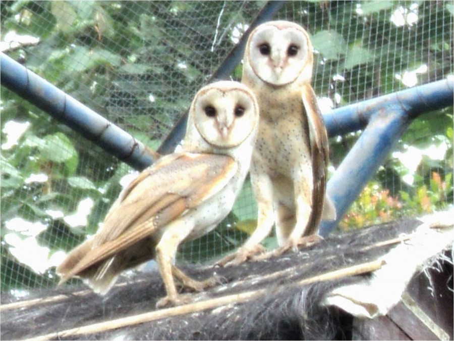 Foto Seram Hantu Indonesia Gambar Burung Hantu Seram Hitam Putih