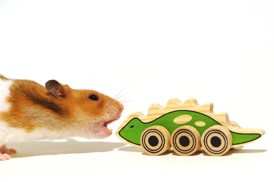 37 Gambar Hamster Lucu Imut yang Akan Bikin Kamu Senyum 37 Gambar Hamster Lucu Imut yang Akan Bikin Kamu Senyum
