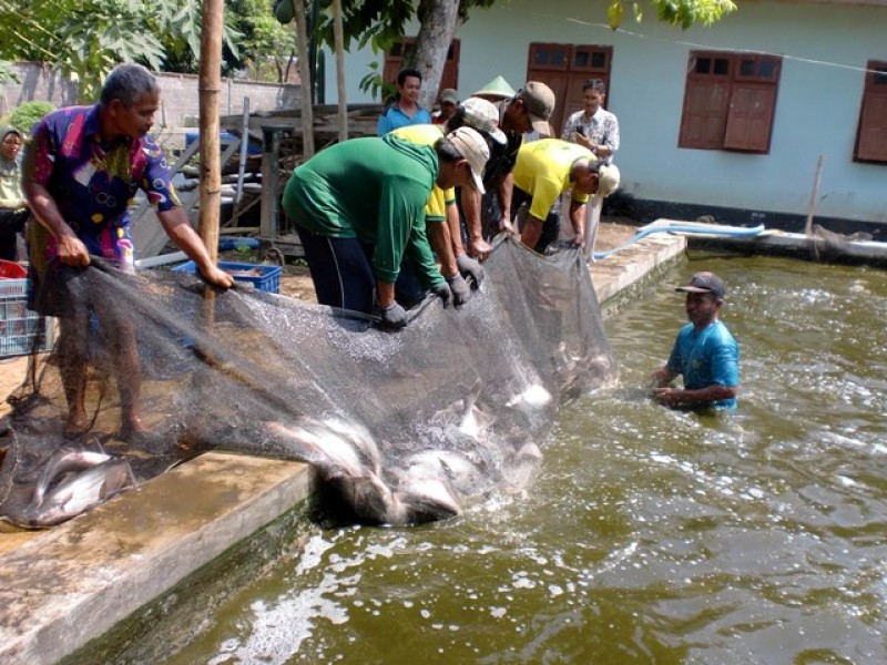 Inilah 7 Tips Jitu Budidaya Ikan Patin - Satu Jam
