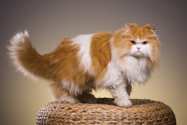 Kucing Persia, Jenis dan Cara Perawatan - Satu Jam