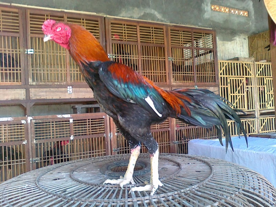 Ayam Jago: 18 Ciri Ayam Jago yang Bagus dan Sehat