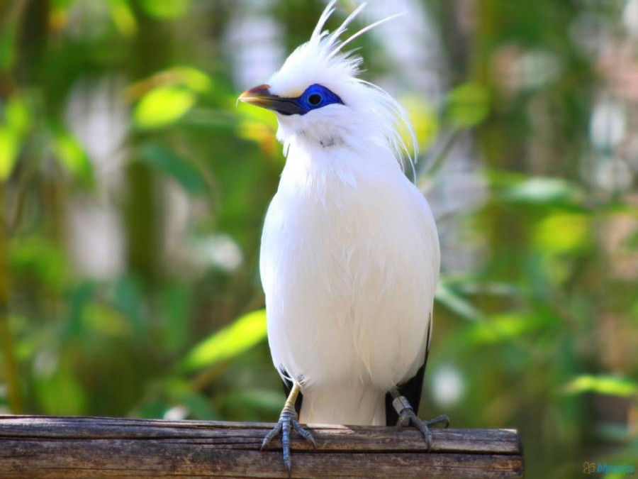 Mengenal Burung Jalak Bali Hewan  Omnivora yang  Sudah  
