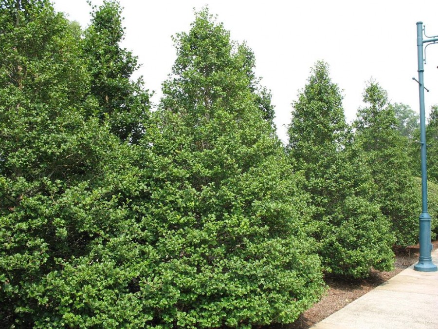 5 Jenis Tanaman Yang Cocok Untuk Pagar  Rumah