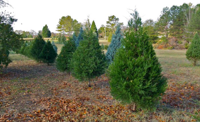 5 Jenis Tanaman Yang Cocok Untuk Pagar  Rumah